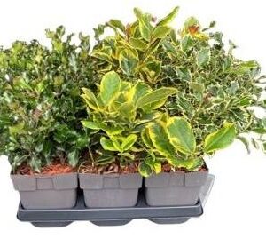 Ilex aquifolium mix P17
(6 Plants/Order)(17cmP 40cmH)