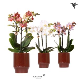 Phalaenopsis Multiflora mix 3 spike in Classy Pot red
(8 Plants/Order)(9cmP 40cmH)