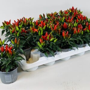 Capsicum Salsa Red annuum
(15 Plants/Order)(10.5cmP 15cmH)