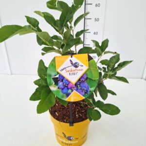 Amelanchier alnifolia Amelanchier aln. 'Saskatoon Berry' 40-60C4
(1 Plants/Order)(21cmP 60cmH)