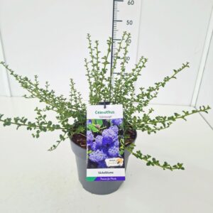 Ceanothus Edinburgh Ceanothus 'Edinburgh' 40-50C5
(1 Plants/Order)(22cmP 50cmH)
