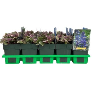Ajuga reptans 'Burgundy Glow' P11
(10 Plants/Order)(11cmP 25cmH)