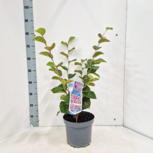 Hamamelis x intermedia Ruby Glow
(1 Plants/Order)(23cmP 80cmH)