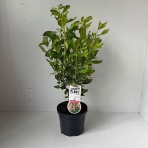 Clethra alnifolia Ruby Spice'
(1 Plants/Order)(19cmP 70cmH)