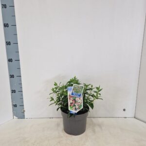 Viburnum tinus Eve Price
(1 Plants/Order)(17cmP 35cmH)