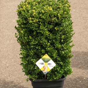Ilex crenata Dark Green P34, Zuil 40x40x55cm
(1 Plants/Order)(34cmP 85cmH)
