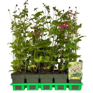 Anemone hupehensis Splendens
(10 Plants/Order)(11cmP 25cmH)