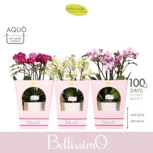 Phalaenopsis Multiflora Bellissimo mix in Molise White Aquo Giftbox
(3 Plants/Order)(15cmP 50cmH)