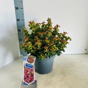Leucothoe axillaris Curly Red PBR
(1 Plants/Order)(23cmP 40cmH)