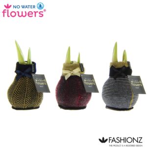 Hippeastrum Wax Fashionz Elegant
(6 Plants/Order)(5cmP 15cmH)