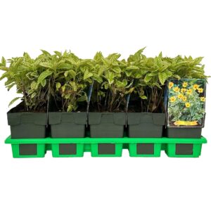 Heliopsis Variegata P11 
(10 Plants/Order)(11cmP 40cmH)