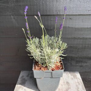 Lavandula angustifolia Hidcote
(6 Plants/Order)(17cmP 35cmH)