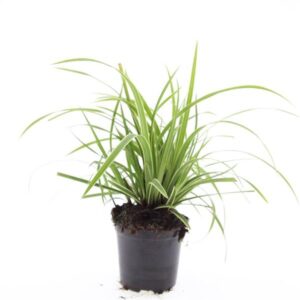 Carex morrowii Ice Dance
(8 Plants/Order)(14cmP 10cmH)