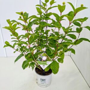 Cephalanthus occidentalis Cephalanthus occ. 'Sugar Shack' 40-50C5
(1 Plants/Order)(23cmP 60cmH)