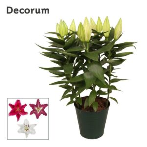 Lilium Oriental mix 19cm Zinc
(5 Plants/Order)(19cmP 50cmH)