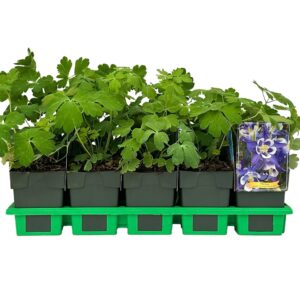 Aquilegia caerulea Spring magic® Navy White' P11
(10 Plants/Order)(11cmP 25cmH)