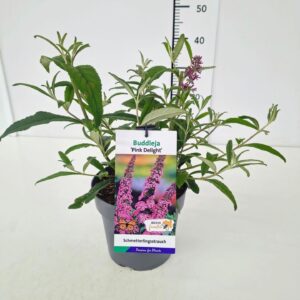 Buddleja Buddleja dav. 'Pink Delight' C3
(1 Plants/Order)(19cmP 40cmH)