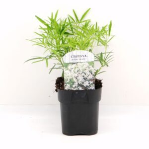 Choisya Aztec Pearl
(6 Plants/Order)(17cmP 25cmH)
