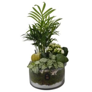 Arrangement kamer PTHG8206 Arrangement Autumn Glass in Glas schaal
(4 Plants/Order)(15cmP 33cmH)