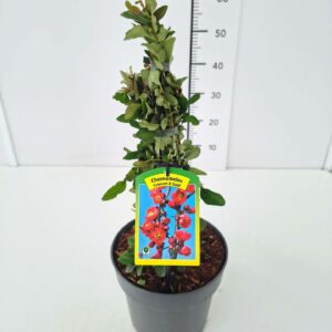 Chaenomeles x superba Crimson and Chaenomeles sup. 'Crimson and Gold' 40-50C5
(1 Plants/Order)(22cmP 50cmH)