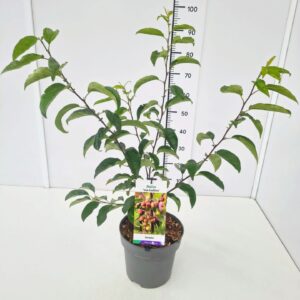 Malus Malus From Eseltine Malus 'Van Eseltine' 80-100C7
(1 Plants/Order)(25cmP 100cmH)