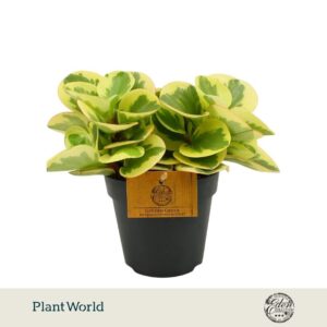 Peperomia Obtipan Bicolor 12cm
(8 Plants/Order)(12cmP 20cmH)