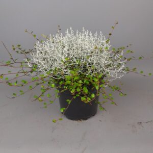 Calocephalus Whimsy Silver mueca
(6 Plants/Order)(17cmP 25cmH)