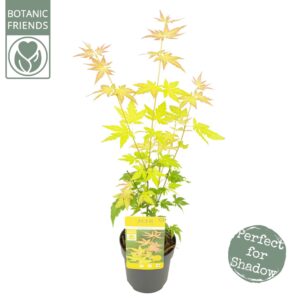 Acer palmatum Orange Dream
(12 Plants/Order)(10cmP 40cmH)