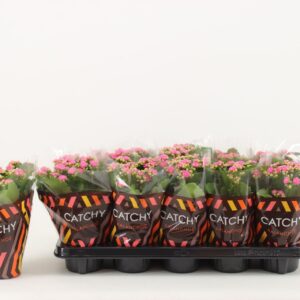Kalanchoe Rosalina Don Nando Kalanchoe Double, Catchy Season Pink
(10 Plants/Order)(10.5cmP 23cmH)