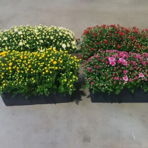 Chrysanthemum Indicum balkonbak
(1 Plants/Order)(40cmP 25cmH)