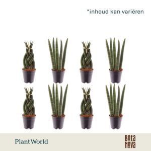 Sansevieria Cylindrica mix: Twist-Spaghetti
(20 Plants/Order)(6cmP 15cmH)