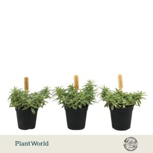 Sedum lineare Linear 5,5cm
(20 Plants/Order)(5.5cmP 10cmH)
