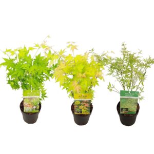 Acer palmatum diverse mix
(6 Plants/Order)(15cmP 50cmH)