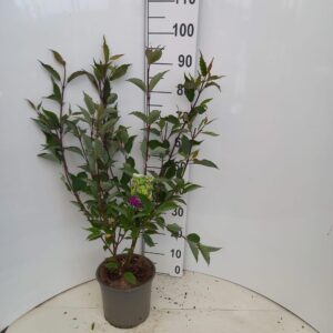 Cornus alba Kesselringii
(1 Plants/Order)(23cmP 85cmH)