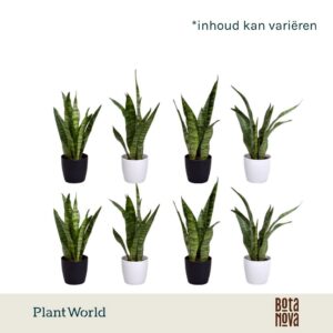 Sansevieria zeylanica Black Coral 7 cm in Sara Black White
(16 Plants/Order)(7cmP 25cmH)
