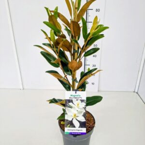 Magnolia grandiflora Magnolia grandiflora 'Alta' 60-80C5
(1 Plants/Order)(22cmP 80cmH)