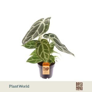 Anthurium Leaf Chrystallinum
(6 Plants/Order)(14cmP 35cmH)