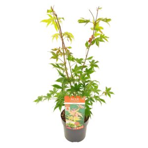 Acer palmatum Osakazuki Acer palm. 'Osakazuki'
(1 Plants/Order)(19cmP 45cmH)