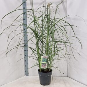 Miscanthus sinensis Malepartus
(1 Plants/Order)(23cmP 130cmH)