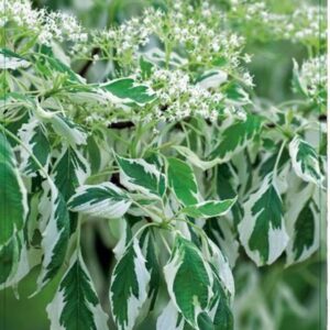 Cornus controversa Variegata Cornus cont. 'Variegata' 80-100C7.5
(1 Plants/Order)(26cmP 100cmH)