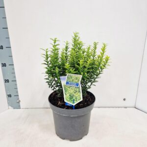 Euonymus japonicus Microphyllus Au
(1 Plants/Order)(23cmP 40cmH)