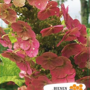 Hydrangea quercifolia Hydrangea q. 'Ruby Slippers' 40-50C5
(1 Plants/Order)(23cmP 60cmH)