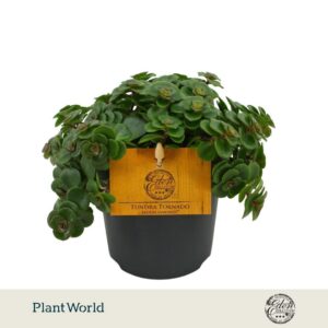 Sedum makinoi Tornado Tornado 12cm
(8 Plants/Order)(12cmP 20cmH)