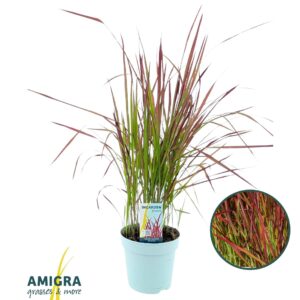 Imperata cylindrica Red Baron'
(6 Plants/Order)(17cmP 80cmH)