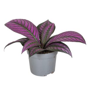 Strobilanthes dyeria Strobilanthes Metallica
(6 Plants/Order)(13cmP 20cmH)