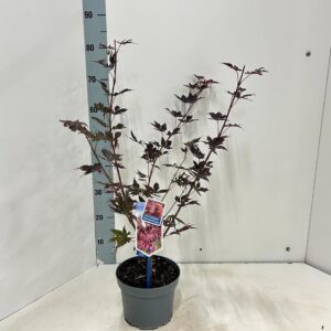 Acer palmatum Trompenburg
(1 Plants/Order)(19cmP 80cmH)