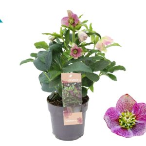 Helleborus Orientalis Early Pink 12 cm
(8 Plants/Order)(12cmP 26cmH)