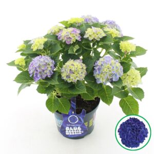 Hydrangea macrophylla other Music Collection® 'Blue Boogiewoogie'® C5 (23cm.) Kn.
(1 Plants/Order)(23cmP 45cmH)