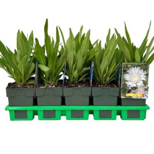 Stokesia laevis Alba' P11
(10 Plants/Order)(11cmP 25cmH)