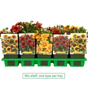 Gaillardia mix laag P11
(10 Plants/Order)(11cmP 25cmH)
